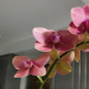 Meet your Posher, Betty